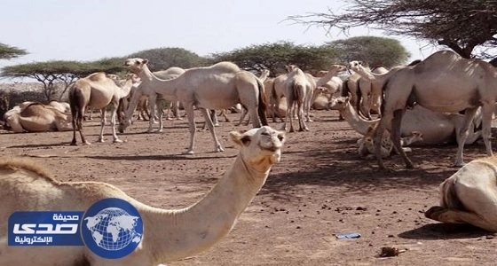 مسالخ " المنورة " تذبح وتبيع الإبل بعد عامين من الحظر