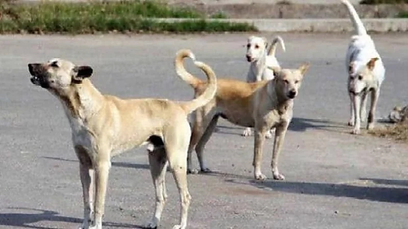 بالفيديو .. تفاصيل جديدة حول الطفل المتوفي بسبب كلاب ضالة في شاطئ العقير