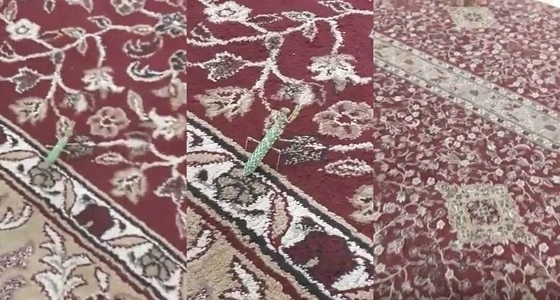 بالفيديو.. " حشرة " ترفع يديها باتجاه القبلة أثناء تلاوة القرآن