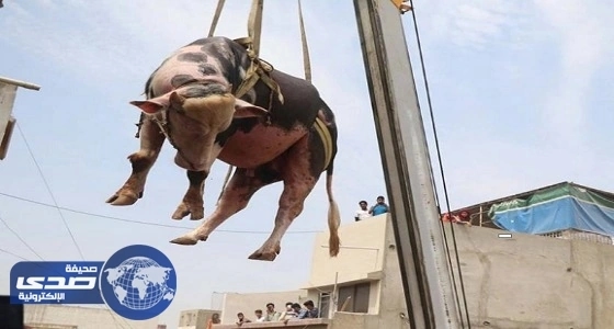 بالصور.. " إحسان إنسان " يشارك دار الرعاية الاجتماعية احتفالاتهم في الجوف