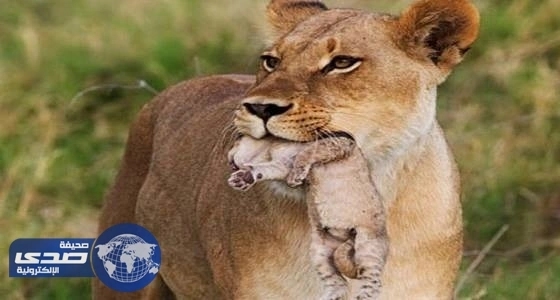 ⁠⁠⁠⁠⁠⁠⁠⁠⁠⁠لبؤة تهرب من الحرب في سوريا لتضع شبلا بالأردن
