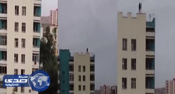 كاتبة فلسطينية لـ " صدى " : المملكة قلب الأمة النابض
