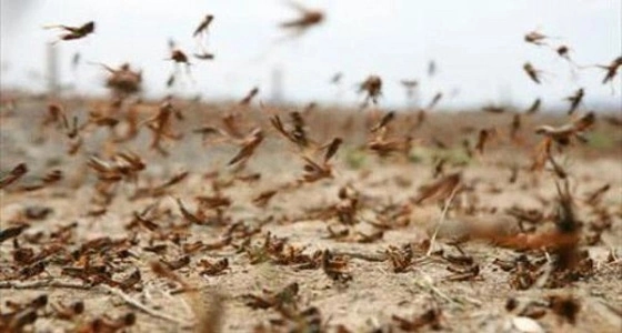 إنشاء مركز وطني لمكافحة الجراد بتكلفة 15 مليون ريال