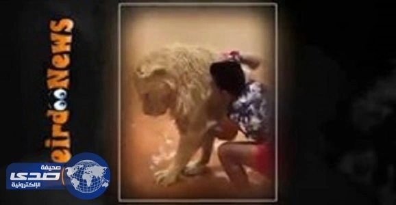 بالفيديو.. حمام نظافة لأسد ضخم على يد مالكه