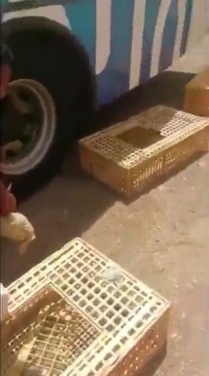 بالفيديو.. ضبع يهرب من 5 لبؤات بأعجوبة