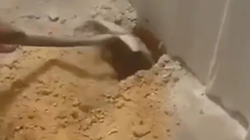 شاب يعثر على قط حي تحت الأرض بعد أسبوع من صب الخرسانة - فيديو