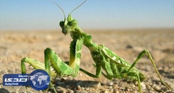 تعرف على السرعوف ومميزاتها
