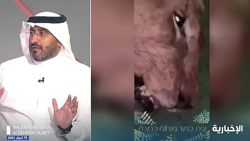 بعد الأسد الذي افترس صاحبه.. غرامة 30 مليون على تربية النمور والأسود