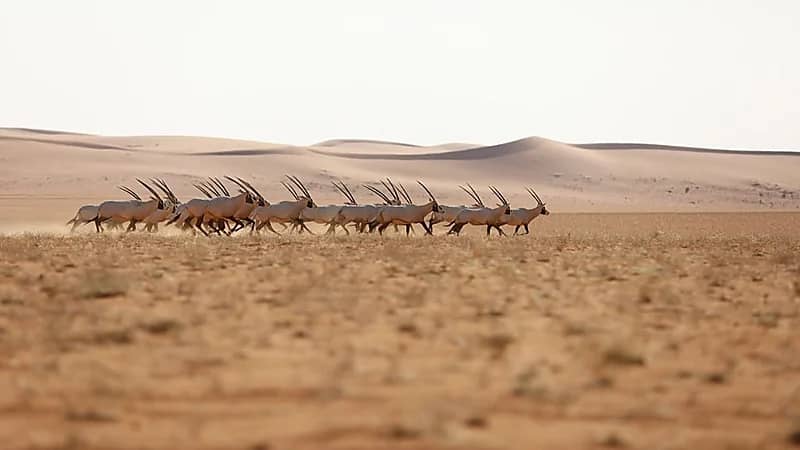 إطلاق عدد من ظباء الريم والمها العربي في محمية الملك عبد العزيز  "صور" 