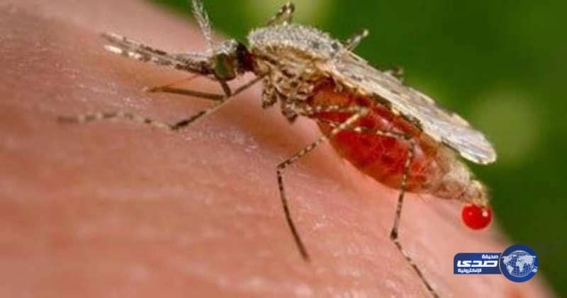 بالفيديو.. لحظة وفـاة مسن أثناء أدائه الصلاة