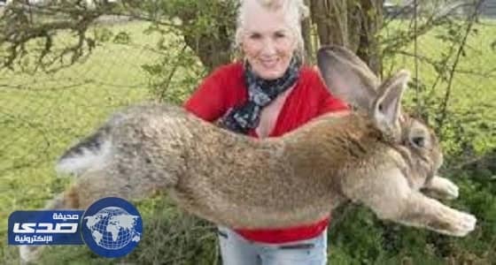 «أرنب» عملاق يهدد شركة طيران أمريكية