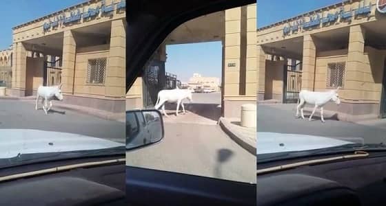 بالفيديو.. شاب يوثق تجول حمار ببلدية الدلم