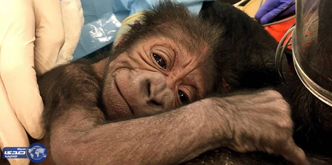 بالفيديو.. عملية ولادة صعبة لغوريلا مهددة بالانقراض