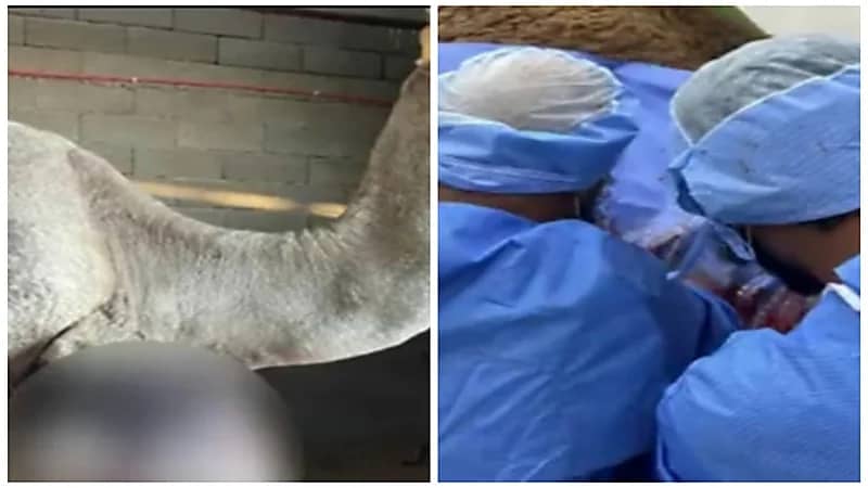 استئصال ورم وزنه 100 كيلوغرام لدى جمل قيمته السوقية 3 ملايين ريال.. فيديو