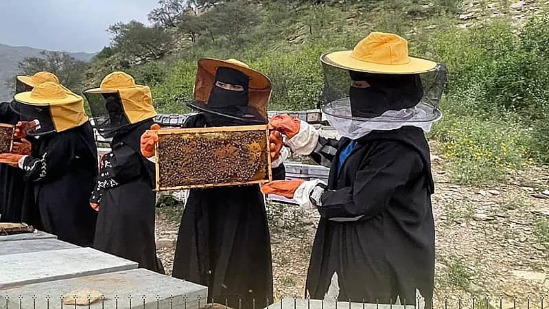 تعليم رجال ألمع يطلق مبادرة ملكات النحل لدعم الاستدامة البيئية.. صور