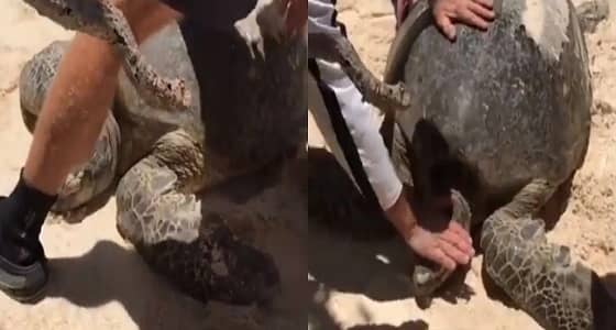 بالفيديو.. سياح ينقذون سلحفاة مائية ضخمة ضلت طريقها
