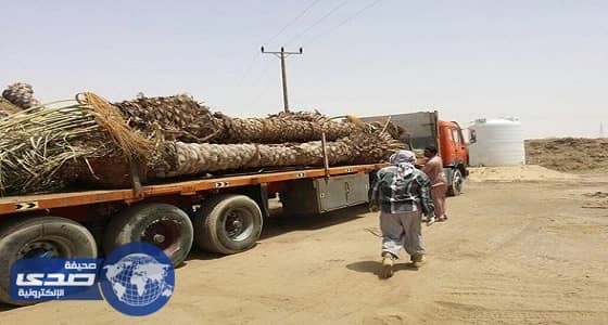 200 ألف ريال عقوبة تنتظر 4 سيارات نقلوا النخيل بطريقة مخالفة بالرياض