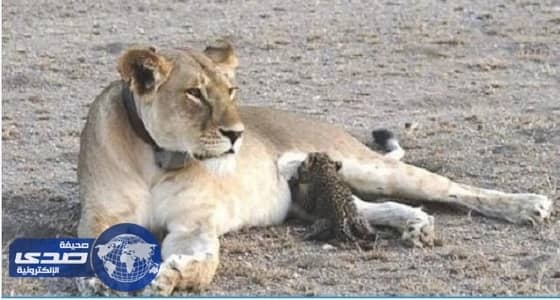 بالصور.. أنثى الأسد ترضع فهد صغير