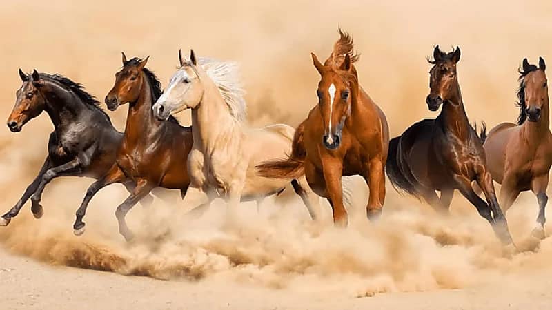 الحربي: المملكة تستعيد خلوها من طاعون الخيل الأفريقي بعد 25 عامًا .. فيديو