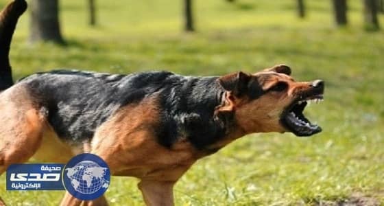 كلبان يهجمان على سائحة سعودية وابنتها بجدة