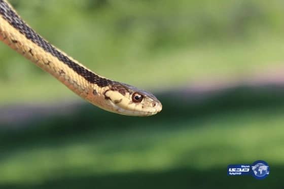 السيناتور ليبرمان يطالب قادة أمريكا بمحاسبة نظام طهران لدورهم في هجمات 11 سبتمبر