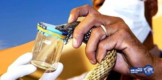 "أمانة المدينة": لم نتلق بلاغات بنفوق 40 رأس ماعز بمهد الذهب