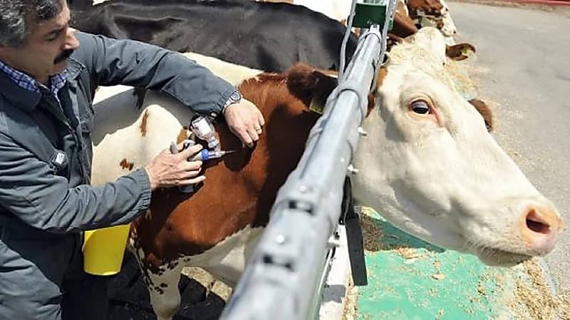 مصر تنفي انتشار الحمى القلاعية في البلاد