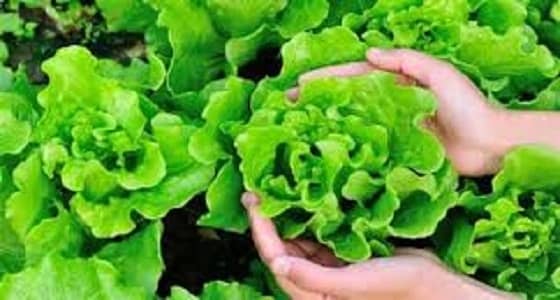 الخس يساعدك على التخلص من الأرق