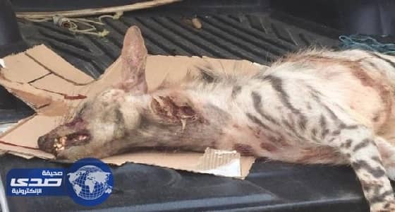 بالصور.. سيدتان تقتلان ضبعا بعد هجومه عليهما أثناء ممارستهما الرياضة