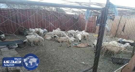 اغلاق ملاحم مخالفة للاشتراطات الصحية بنجران