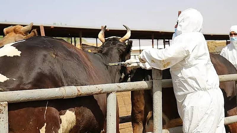 وقاء يطلق حملة التحصين ضد الحمى القلاعية بنجران