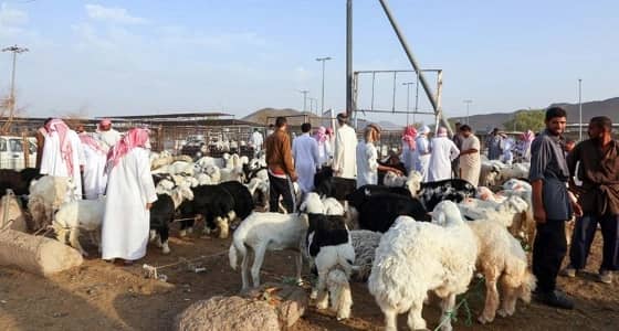 تراجع في أسعار الأضاحي بالمدينة المنورة ثالث أيام العيد