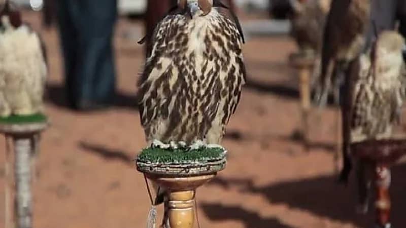 تأجيل مهرجان الصقور بمحافظة طريف