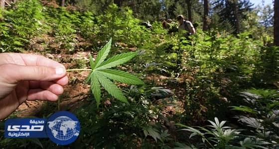 الأوروغواي تعتزم تصدير الماريجوانا الطبية