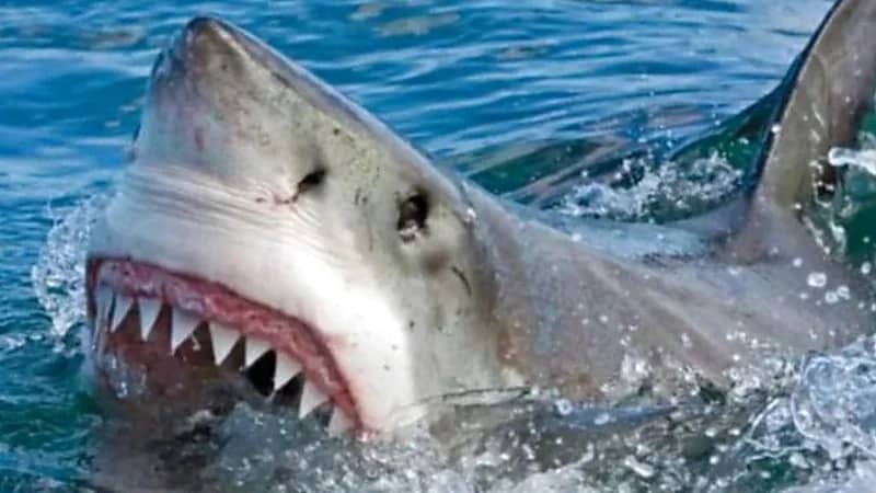 سمكة قرش تنهي حياة راكب أمواج في شاطيء بكاليفورنيا