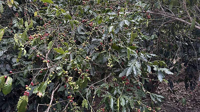 زراعة البُن في رجال ألمع.. مهنة عريقة ورافد اقتصادي واعد.. صور