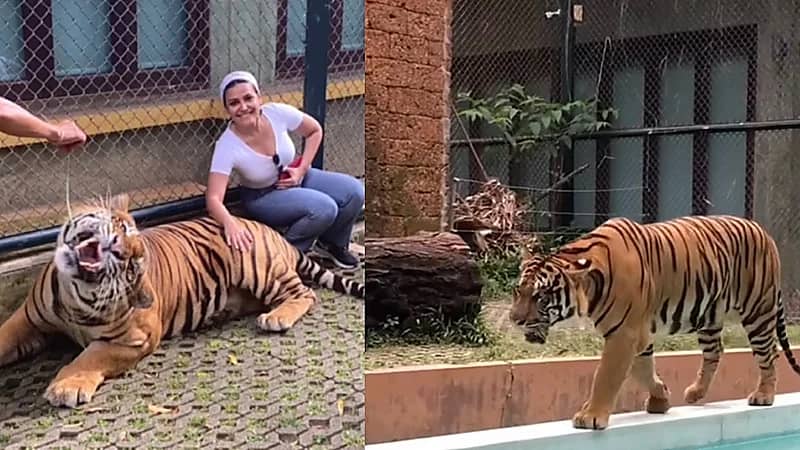 مذيعة العربية تداعب نمر والجمهور : حتى النمر شافك حلوة وصار أليف .. فيديو