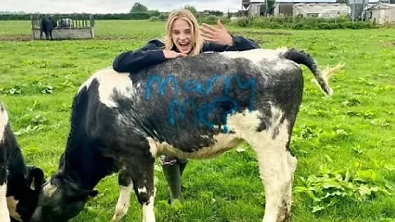 مزارع يعرض الزواج على فتاة من خلال بقرتين