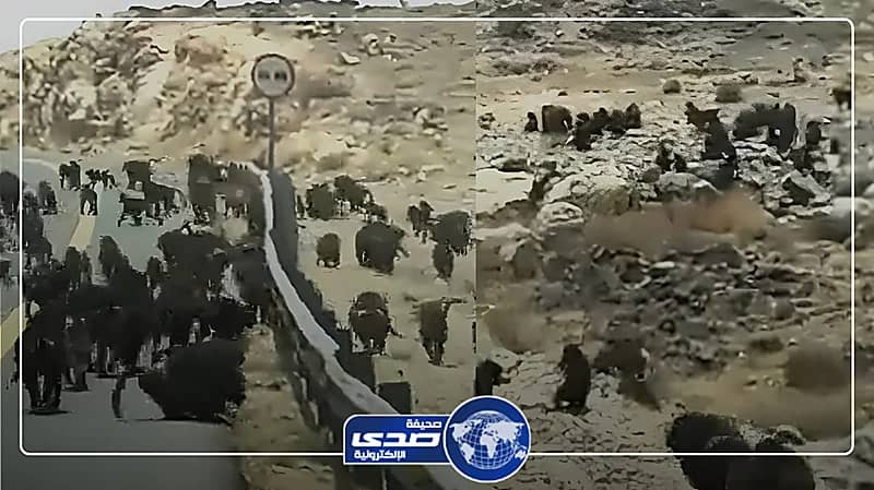 ظهور عدد مخيف من القردة على إحدى الطرق السريعة .. فيديو