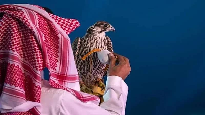 نادي الصقور: السماح بصيد طيور الحباري بدءاً من 1 نوفمبر المقبل