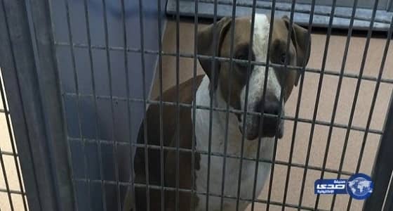 سفارة باريس تتابع قضية اختفاء فتاتين سعوديتين