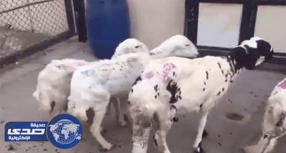 رصد أغنام كبيرة ومريضة فى طريقها للذبح وإرسالها لمطعم بالجبيل