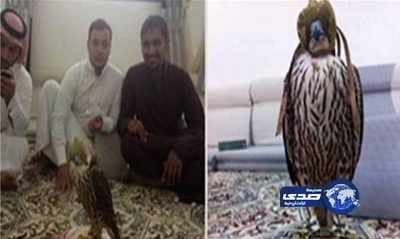 اصطياد شيهانة بالحدود الشمالية متوقع لها ان تباع بأكثر من المائة الف ريال