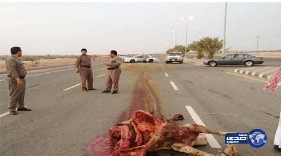 جمل سائب يودِع عشريني مستشفى تربة