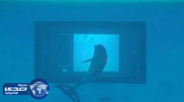 بالفيديو..تصميم شاشة تعمل باللمس تحت الماء لدراسة سلوك الدلافين