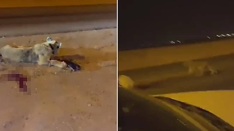 بالفيديو.. دهس أسد سائب بسيارة على أحد طرق المملكة