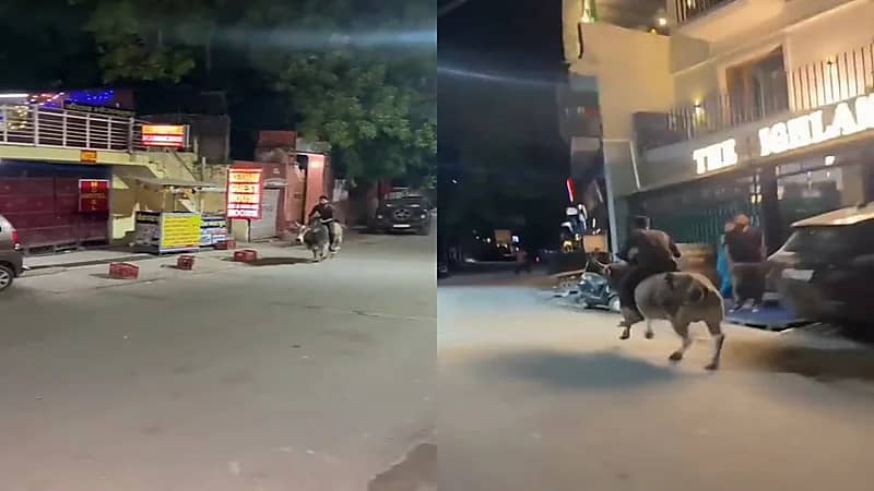 شاب يجوب الشوارع فوق ظهر ثور يثير الجدل.. فيديو