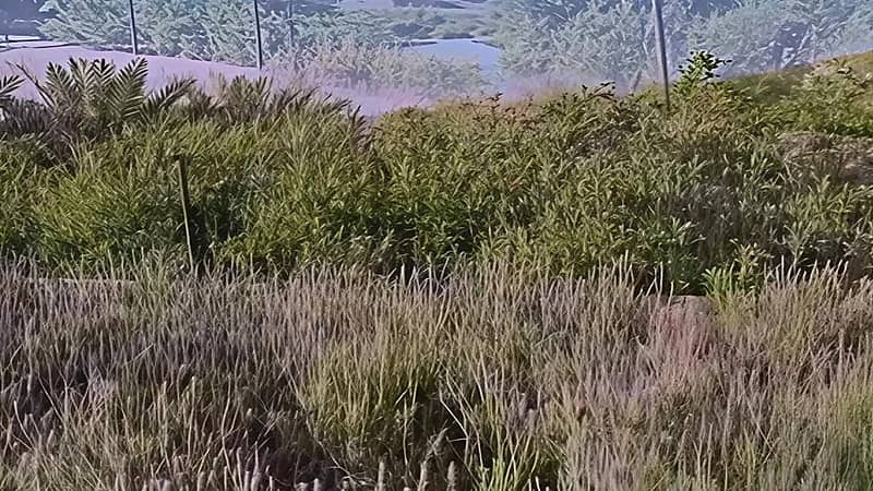 مواطن بالطائف يحول اللافندر لوجهة سياحية باستخدامات متعددة