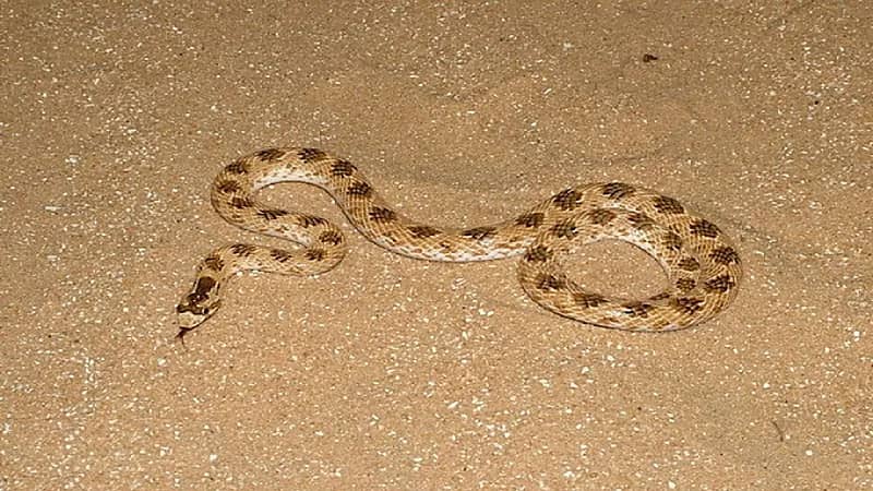 السيول تتسبب في خروج الثعابين من جحورها