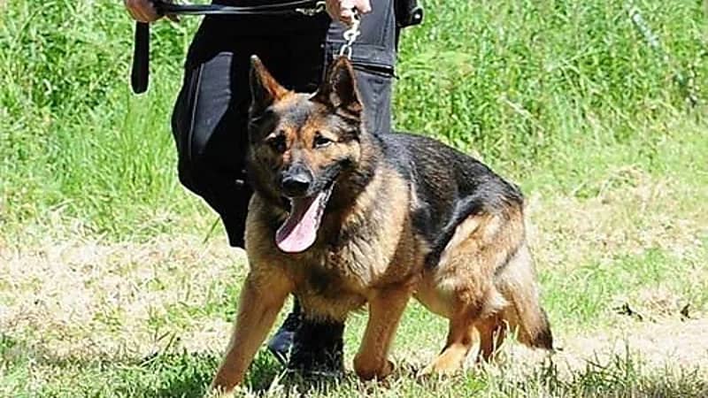 بالفيديو.. الحياة الفطرية: "الكلاب البوليسية" ليست ضمن الحيوانات المفترسة